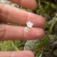 Imagem de Myosotis petiolata Hook. fil.