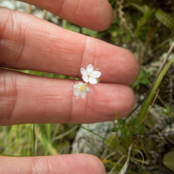 Image of Myosotis petiolata Hook. fil.