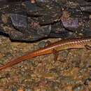 Image of Nakhon Si-Thammarat forest Skink