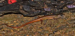 Image of Nakhon Si-Thammarat forest Skink