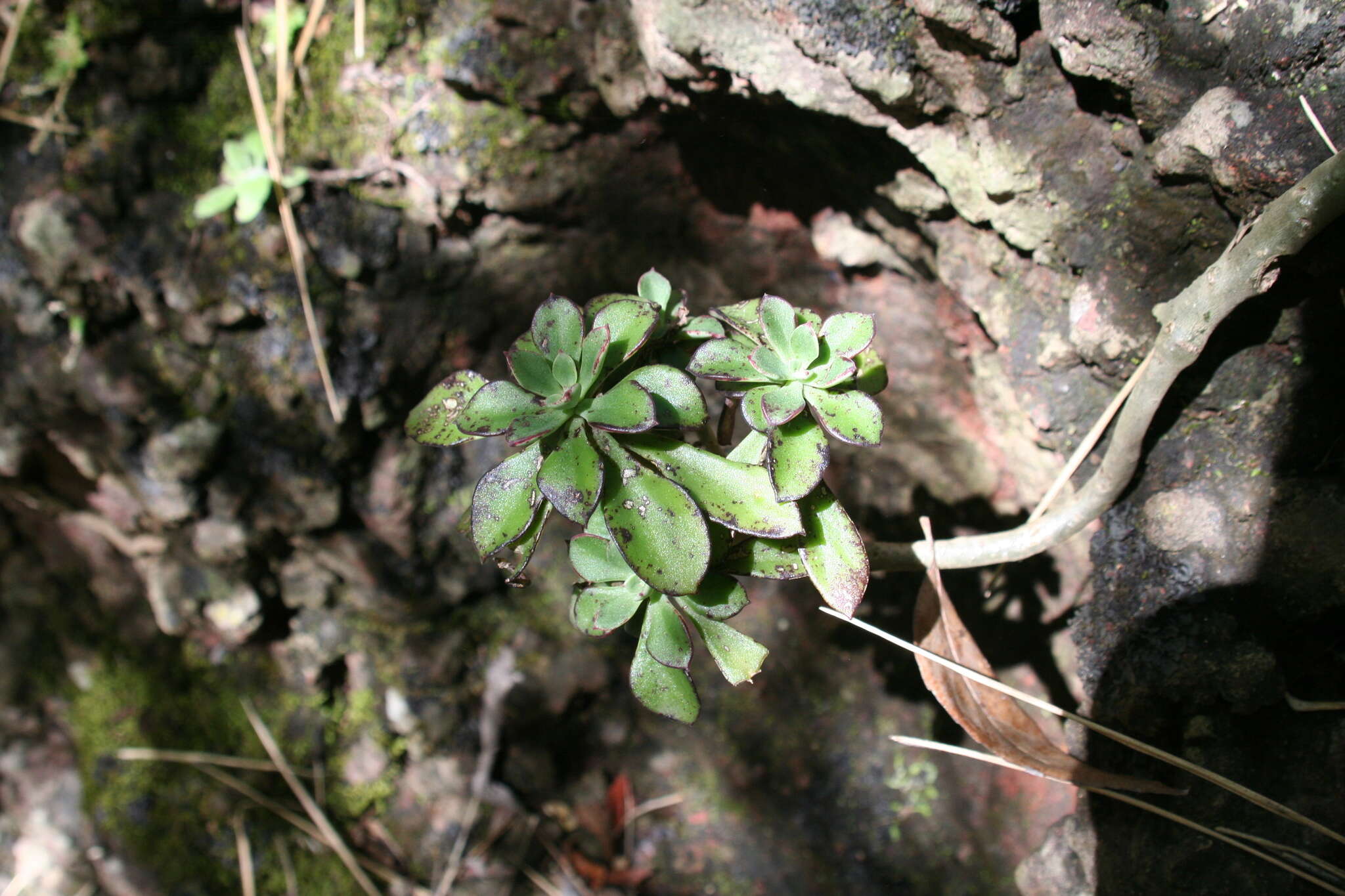 Image of Echeveria chapalensis R. Moran & C. H. Uhl