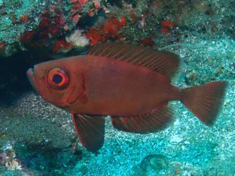 Image of Bloch&#39;s bigeye