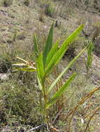 Image of Asclepias barjoniifolia Fourn.