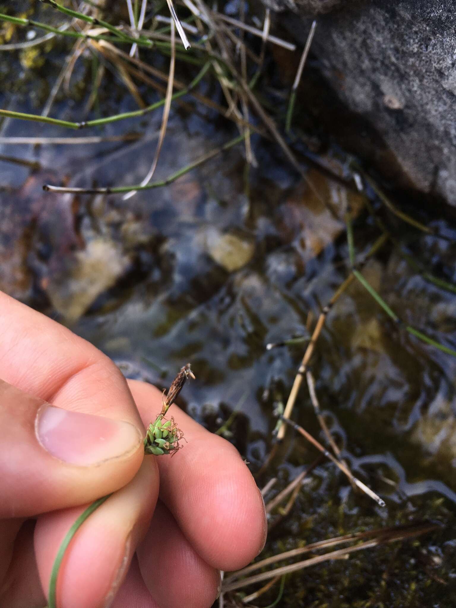 Image of low northern sedge