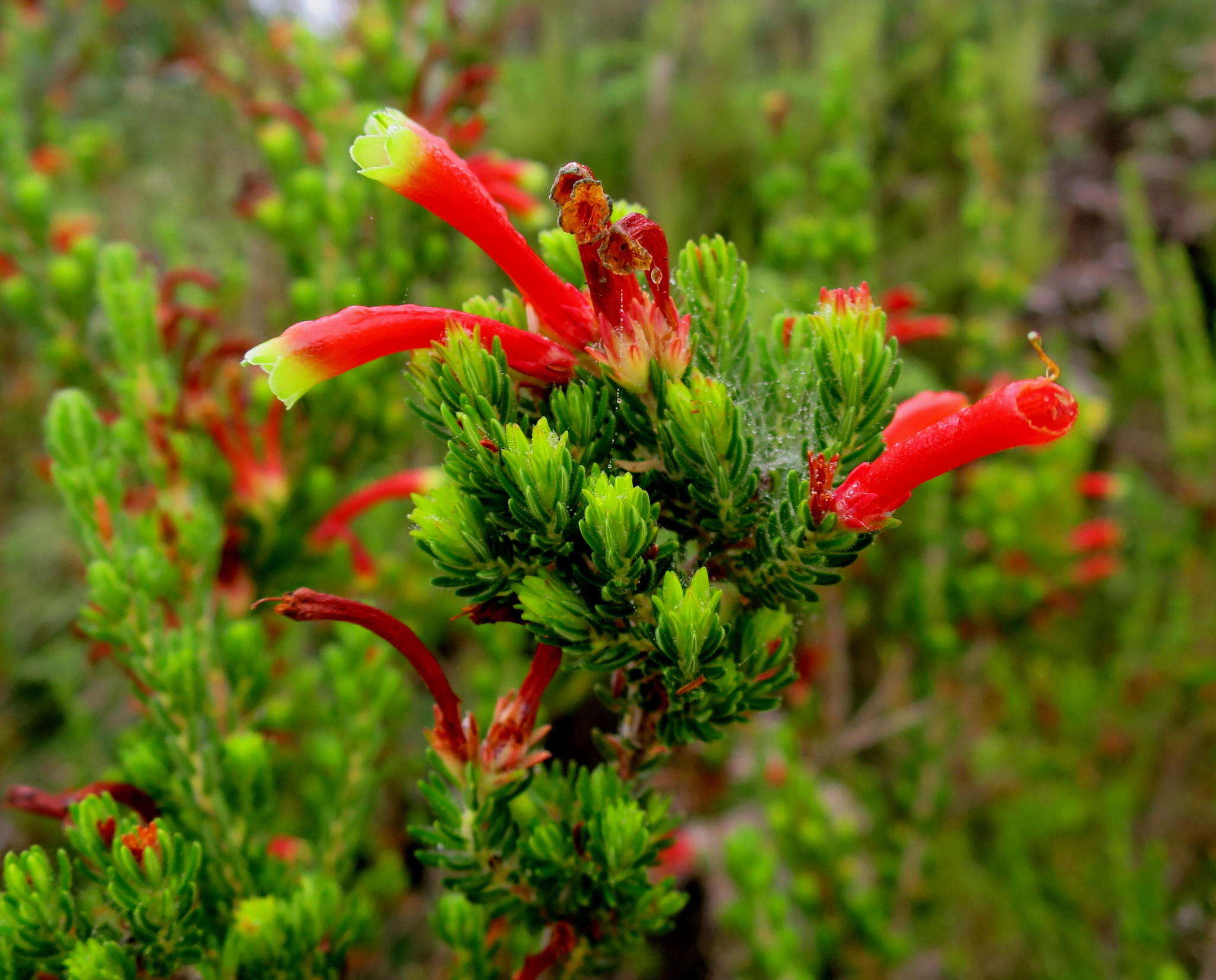 Image of Ever-flowering heath