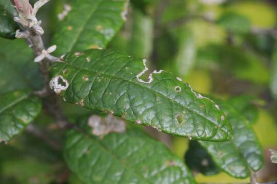 Olearia covenyi N. S. Lander resmi