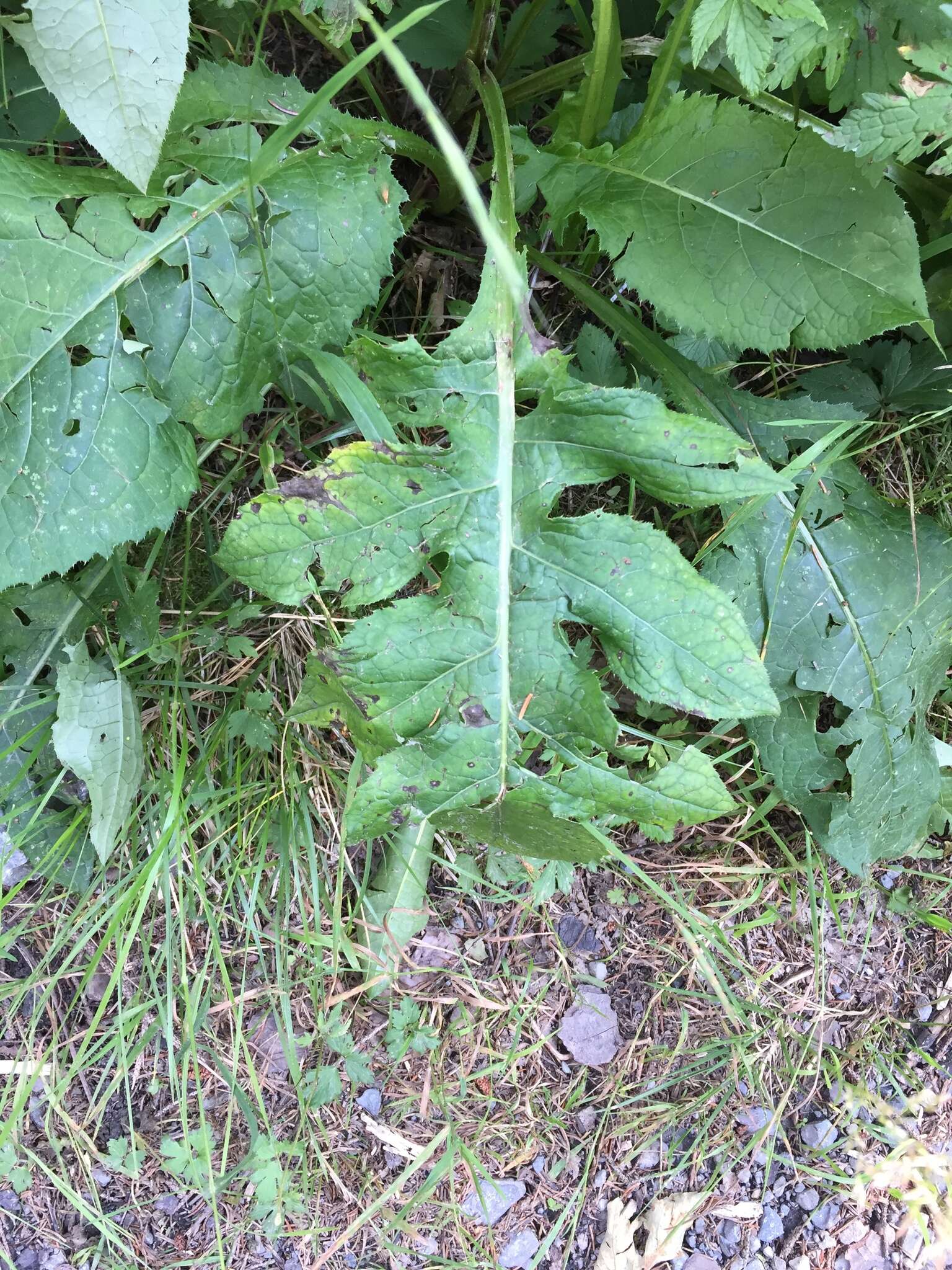 Image of Cabbage Thistle