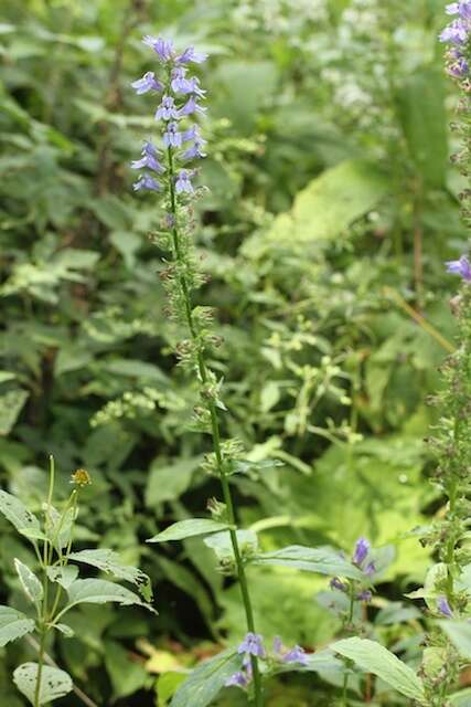 Слика од Lobelia siphilitica L.