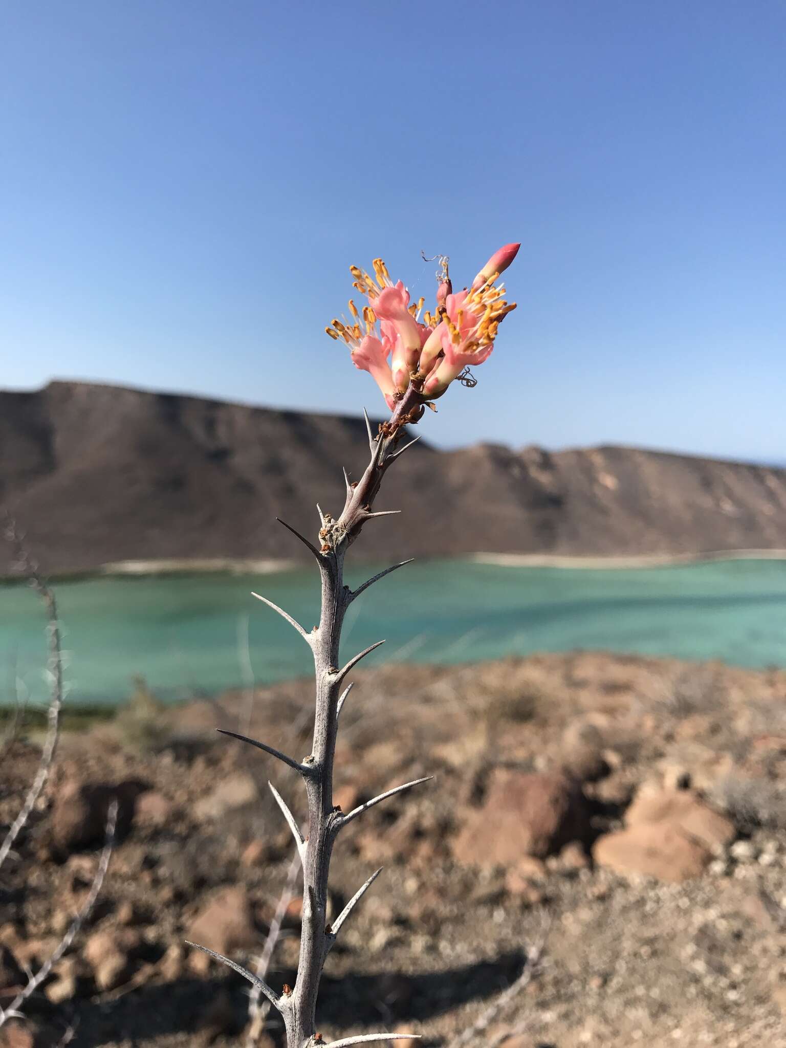 Imagem de Fouquieria burragei Rose