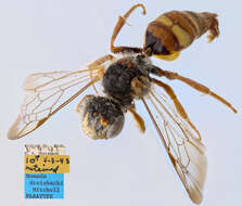 Image of Nomada dreisbachi Mitchell 1962