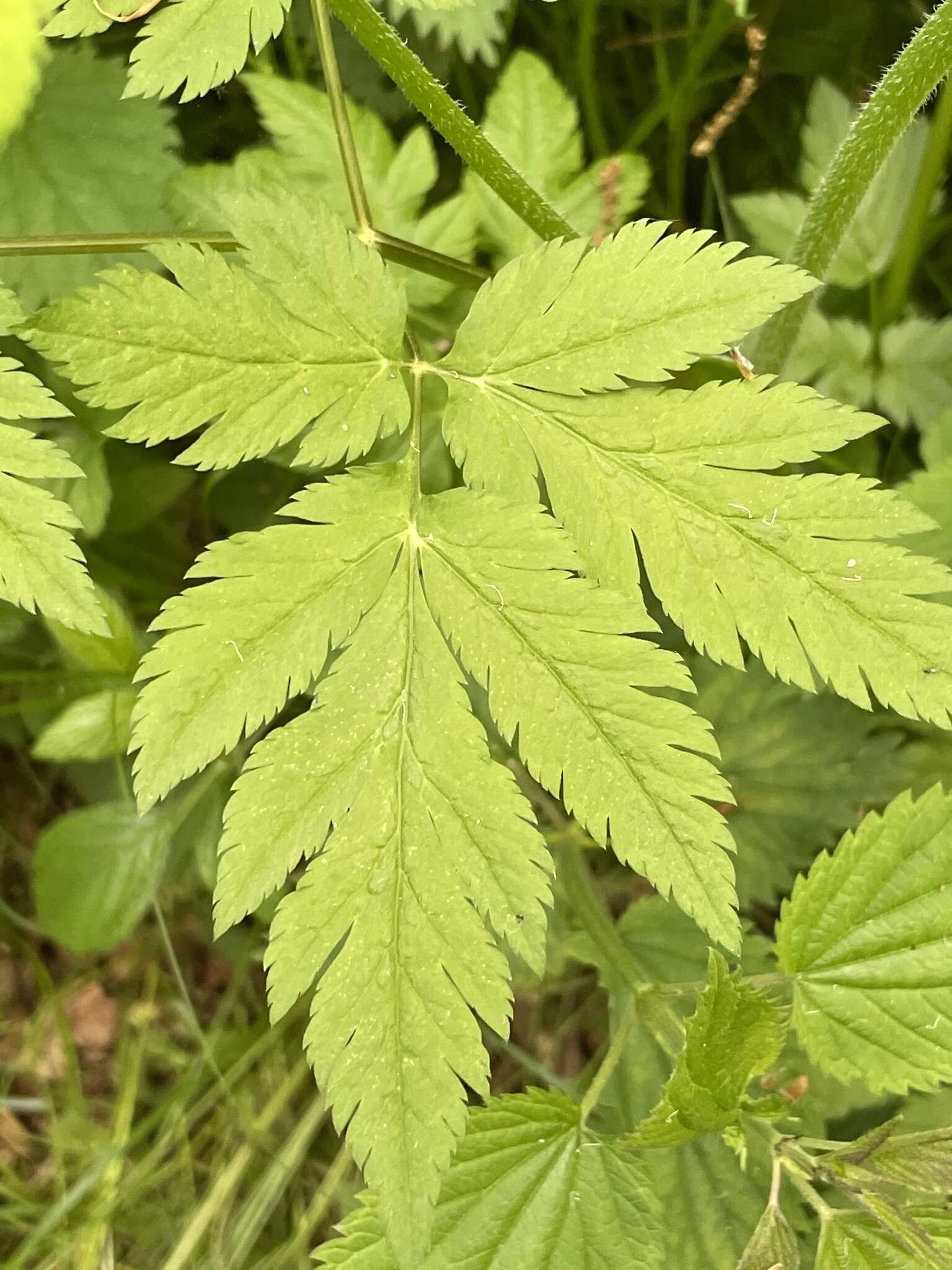 Image of Chaerophyllum hirsutum L.