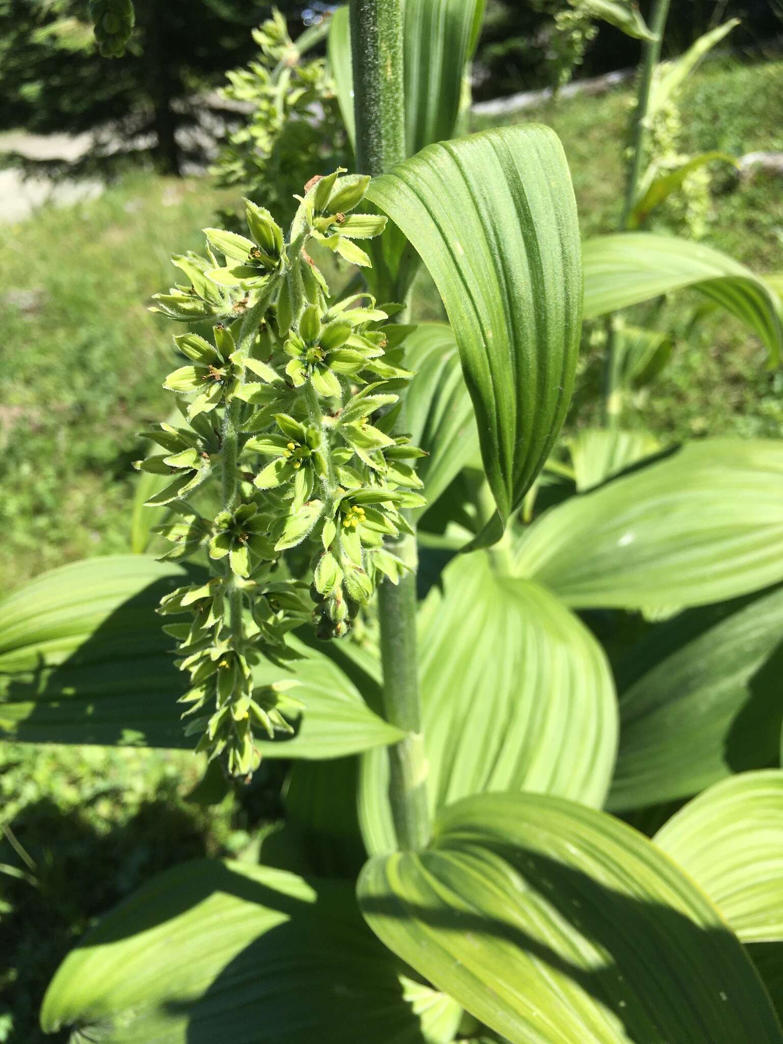 Image of Veratrum viride var. eschscholtzianum (Schult. & Schult. fil.) Breitung