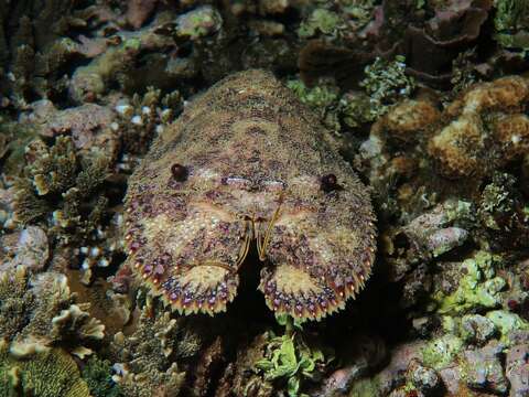 Image of mitten lobsters