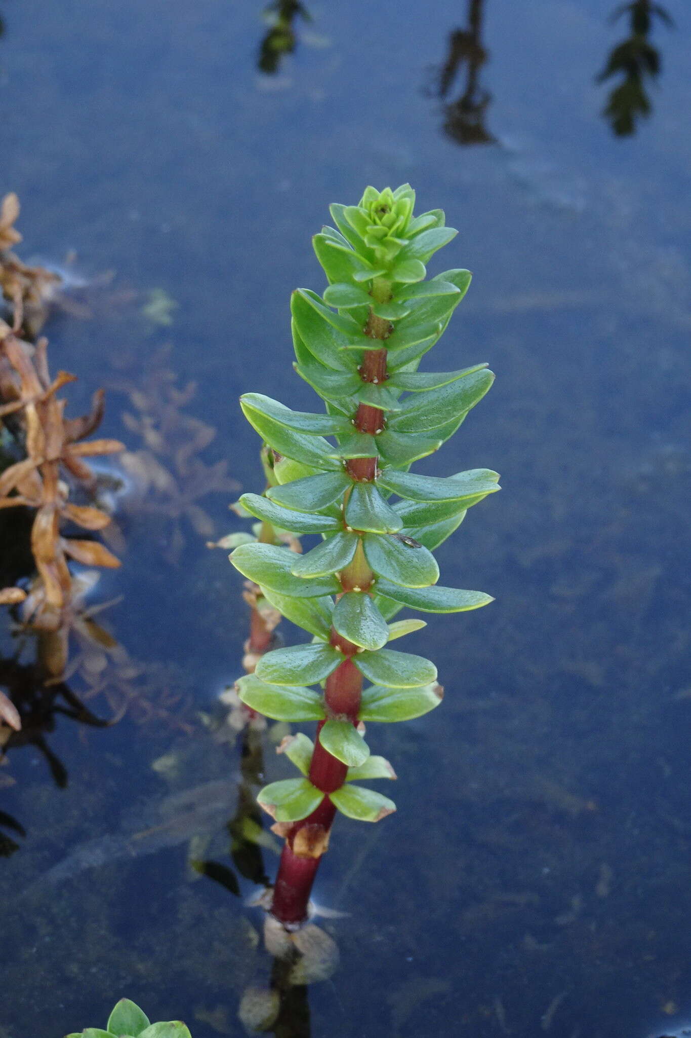 Image of Four-Leaf Mare's-Tail