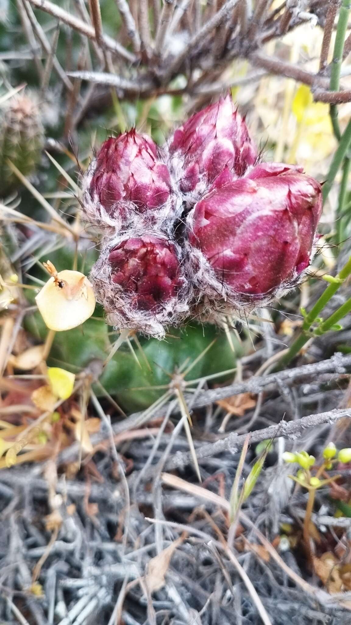 Imagem de Austrocactus coxii (K. Schum.) Backeb.