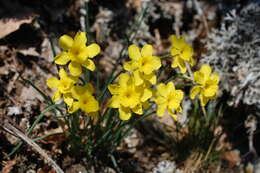 Image of Narcissus rupicola Dufour