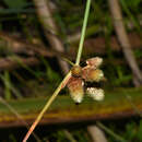 Imagem de Cyperus sellowianus (Kunth) T. Koyama