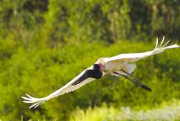 Image of Jabiru Hellmayr 1906