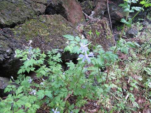 Image of Delphinium anthriscifolium Hance