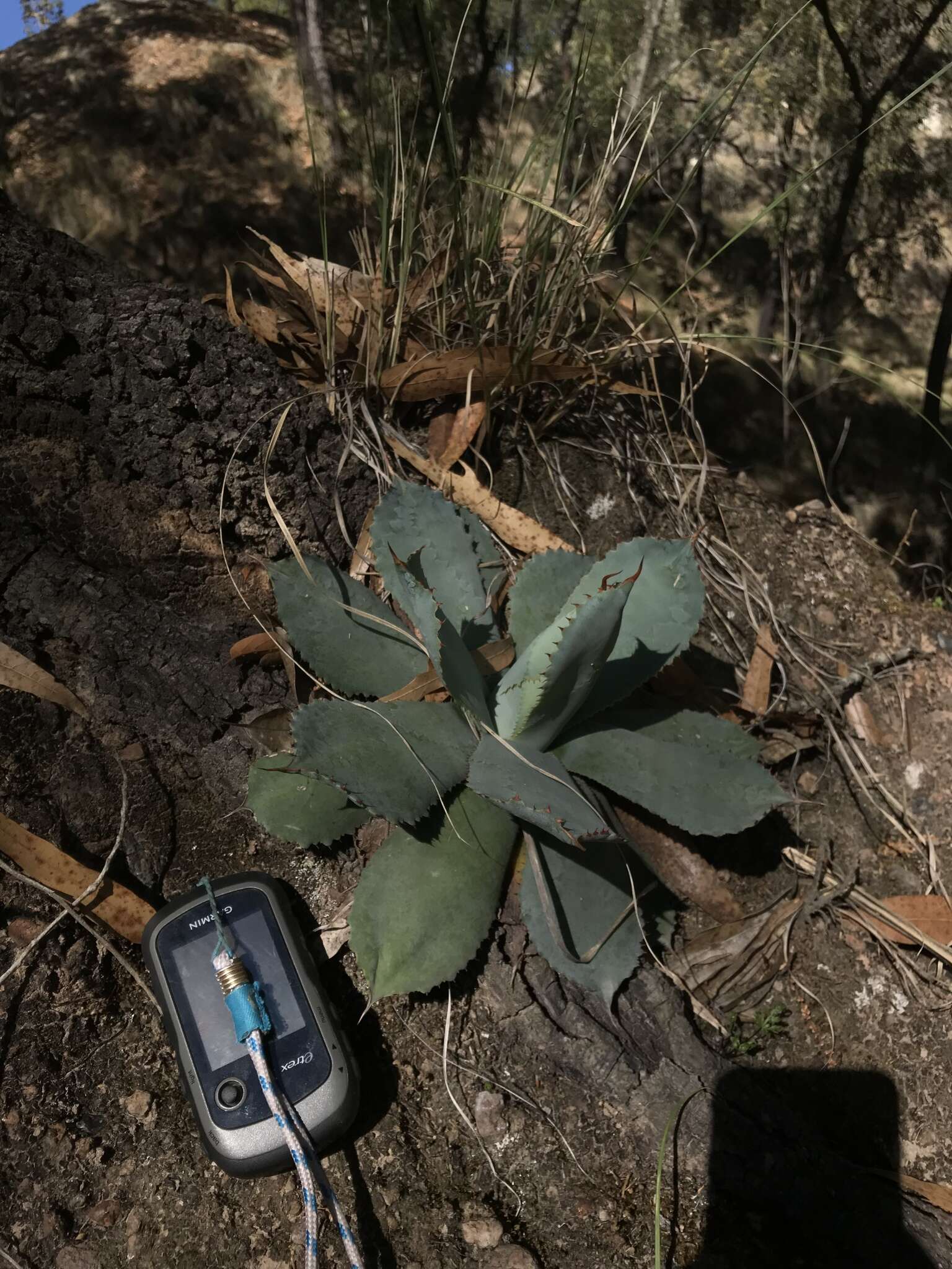 Plancia ëd Agave guadalajarana Trel.