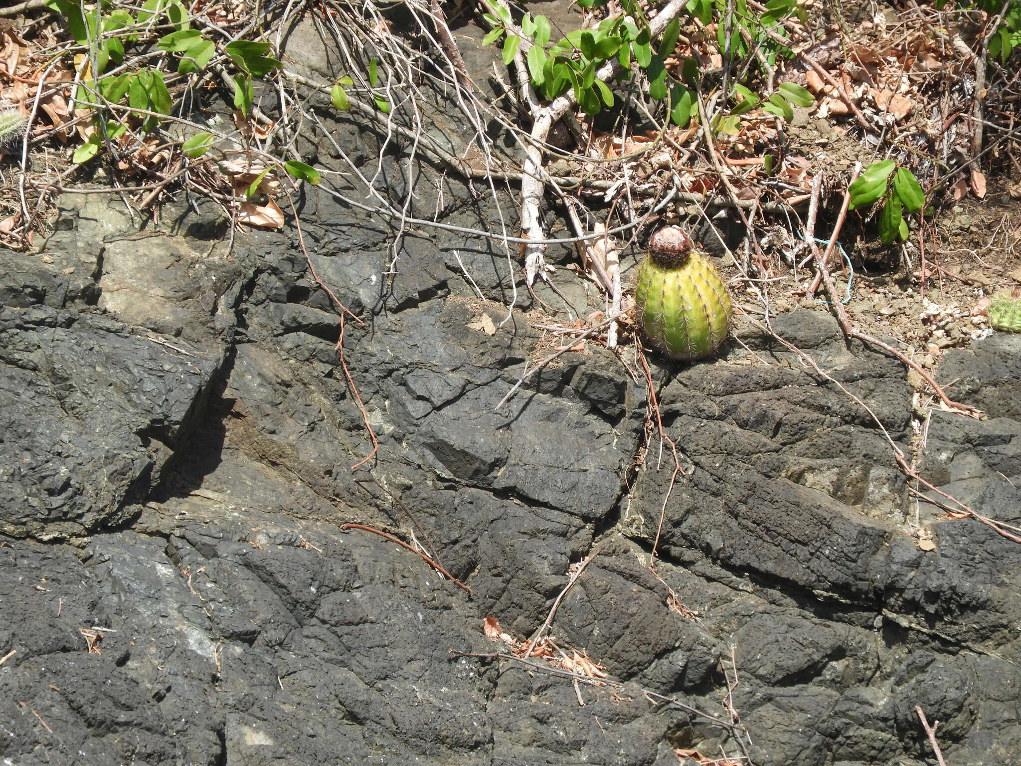 Image of Melocactus intortus subsp. intortus