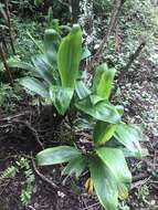 Imagem de Cordyline fruticosa (L.) A. Chev.