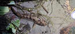 Image of Spotted snakehead