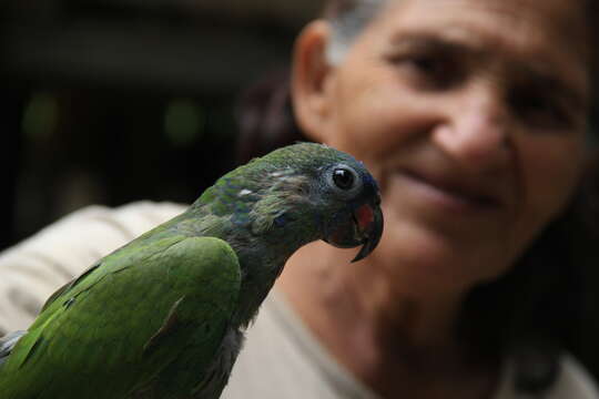 Image of Blue-headed Parrot