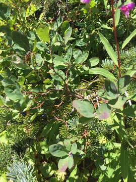 Image of Cascade Blueberry