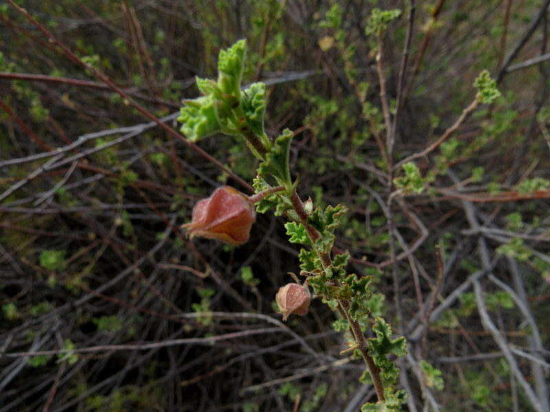 Image of Anisodontea triloba (Thunb.) D. M. Bates