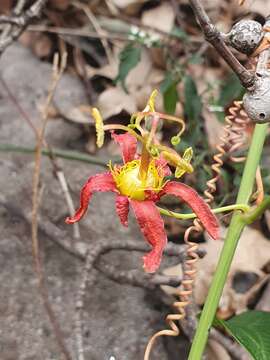 Passiflora cinnabarina Lindl.的圖片