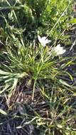 Imagem de Ornithogalum navaschinii Agapova