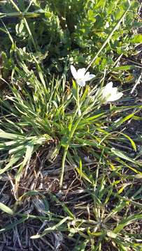 Imagem de Ornithogalum navaschinii Agapova