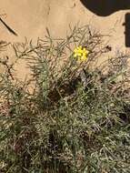 Image of Erysimum suffrutescens (Abrams) Rossbach