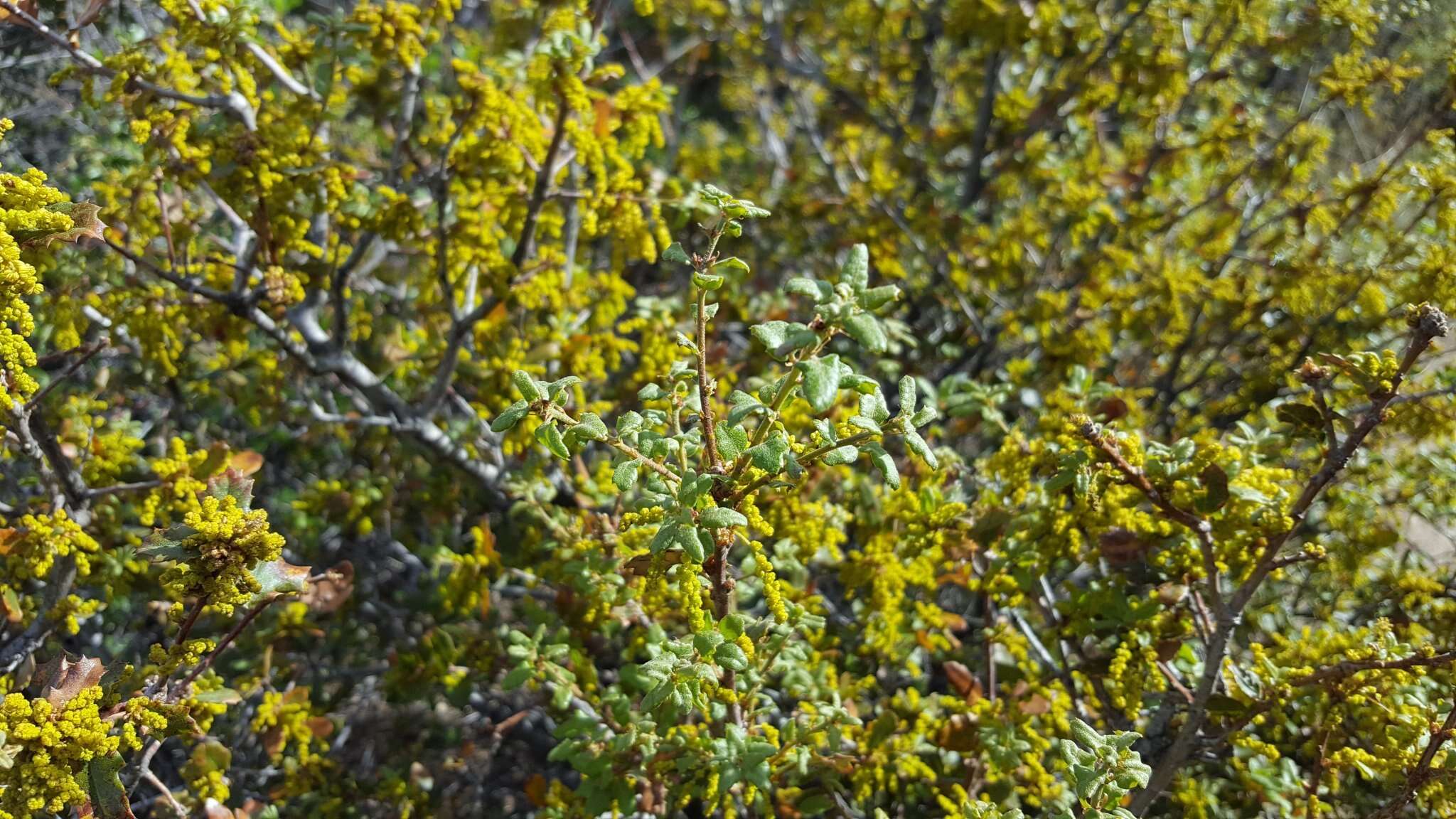 Image of Muller Oak