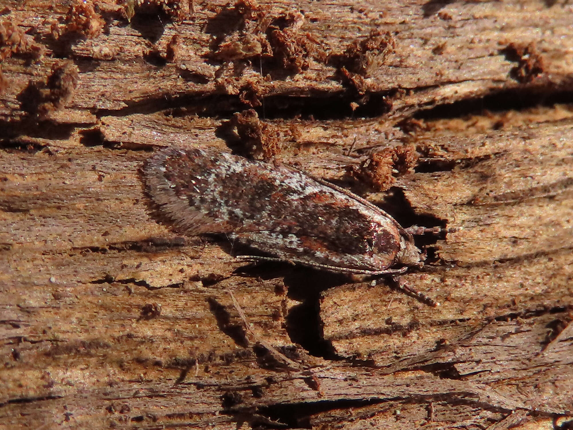 Image of Agonopterix hypericella Hübner 1816