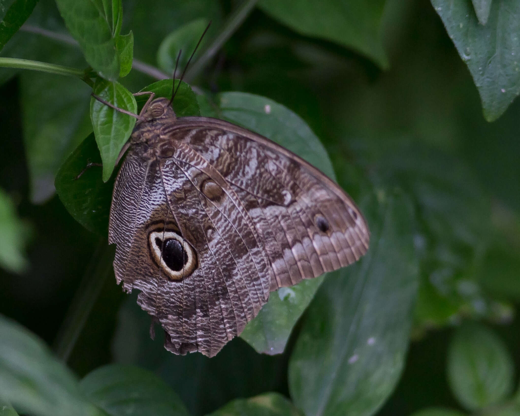 Image of Caligo teucer insulana Stichel 1904