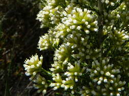 Image de Ozothamnus cupressoides Puttock & D. J. Ohlsen