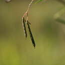 Image of Indigofera tenuissima E. Mey.