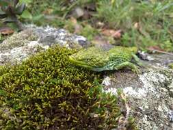 Image of Mixtecan Arboreal Alligator Lizard