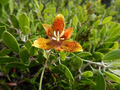 Image of Calochortus barbatus (Kunth) Painter