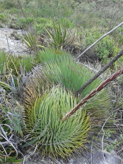 Agave striata subsp. striata resmi