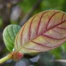 Image of Columnea laciniata