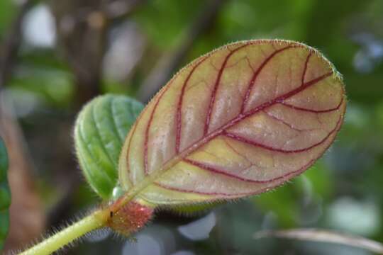 Image of Columnea laciniata