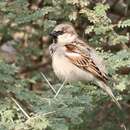 Image of Passer domesticus hufufae Ticehurst & Cheesman 1924