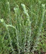 Image of Rutter's false goldenaster