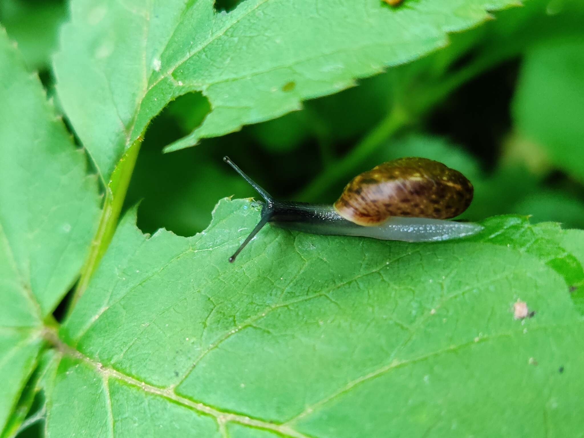 Image of Urticicola umbrosus (C. Pfeiffer 1828)