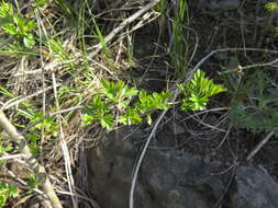 Image of Chinese Hawthorn