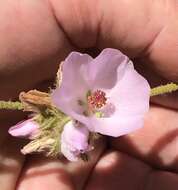 Imagem de Malacothamnus densiflorus (S. Wats.) Greene