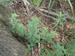 Image of wrinkleleaf goldenrod